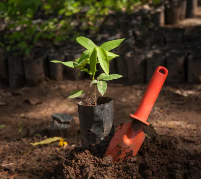 Tree Plantation